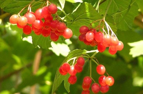 A pele com dermatite nas pernas também curará o viburnum