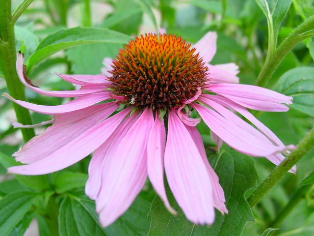 Echinacea para resfriados pode ajudar, fortalecendo a imunidade e pode não ter qualquer efeito no corpo. 