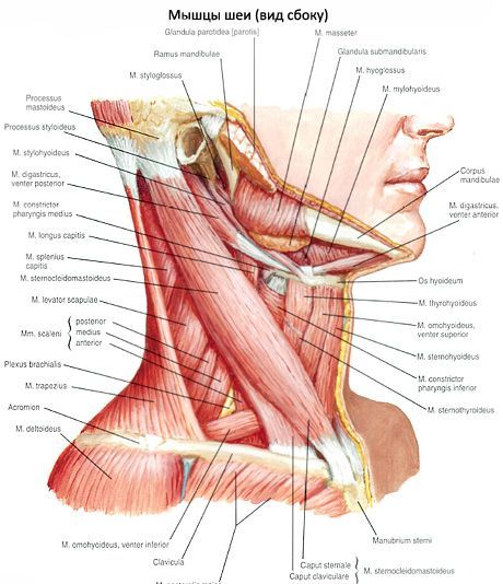 Músculo mamário-clavicular-mastoideo (m. Sternocleidomastoideus)