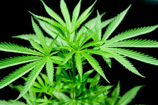 A cannabis não reduz a dor, apenas a torna suportável