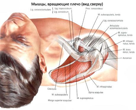 Músculos musculares e subagudos