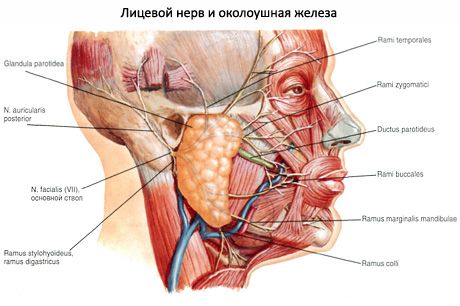 Glândula salivar parótida