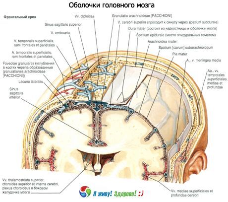 Conchas do cérebro