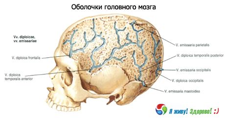 Conchas do cérebro
