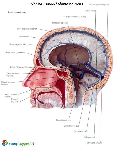Sinusites (seios) da membrana sólida do cérebro