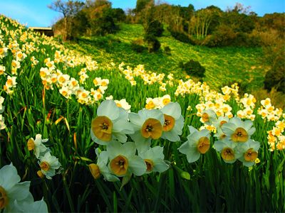 Descanse na primavera em Transcarpácia