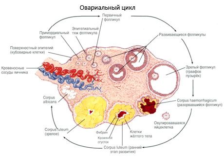 Ovogênese.  Ciclo menstrual