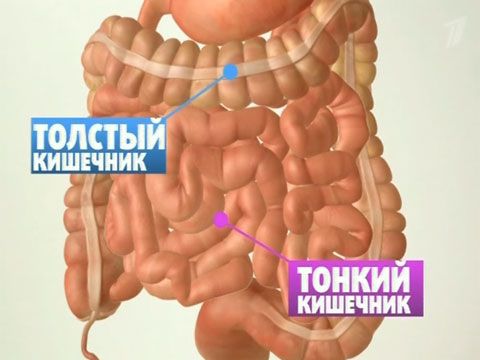 intestinos humanos