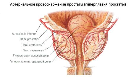 Vasos e nervos da próstata