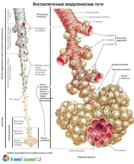 Bronquês.  Sistema respiratório de brônquios