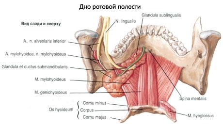 A glândula salivar submandibular 