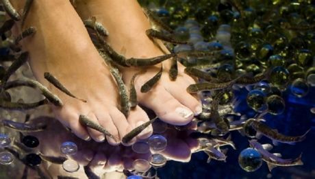 Peixe-pedicure