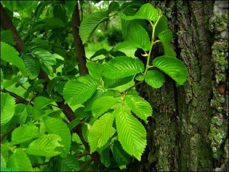 Elm escorregadio