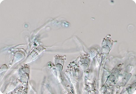 Um dos fungos do gênero Aspergillus 