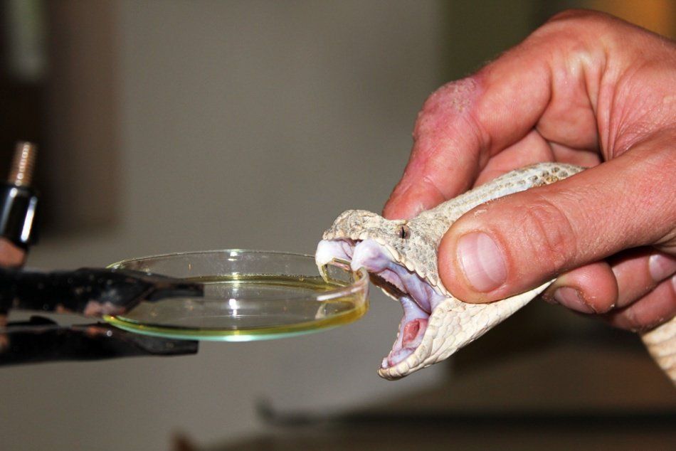 veneno de cobra